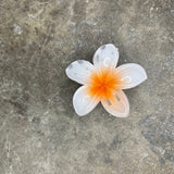 Hibiscus Clip